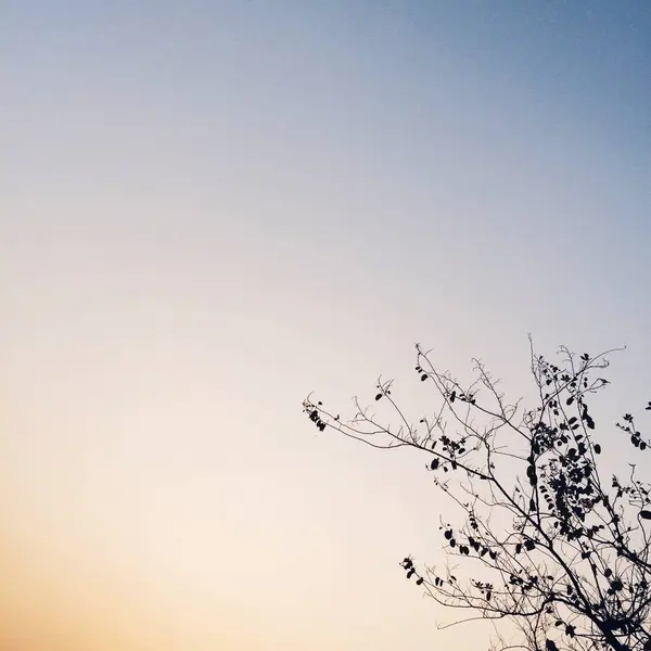 Silueta Árbol Por Mañana — Foto de Stock