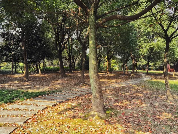 Bosque Otoño Flora Temporada Otoño — Foto de Stock