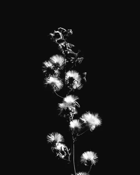 dandelion seeds isolated on black background