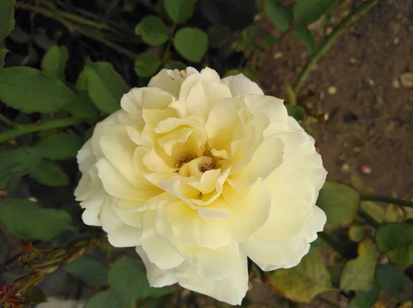 Hermosa Flor Blanca Jardín — Foto de Stock