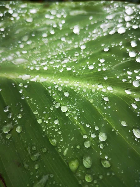 Foglia Floreale Con Gocce Acqua Goccioline — Foto Stock