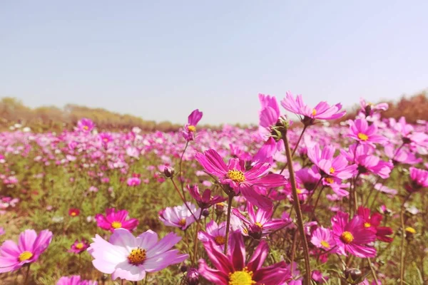 Flores Del Cosmos Rosa Jardín — Foto de Stock