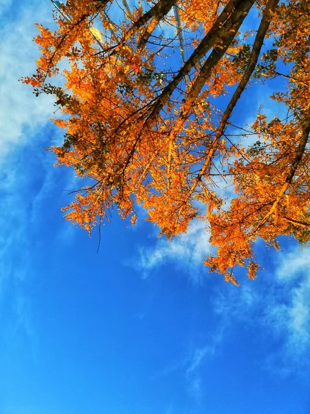 Hojas Otoño Follaje Temporada Otoño — Foto de Stock