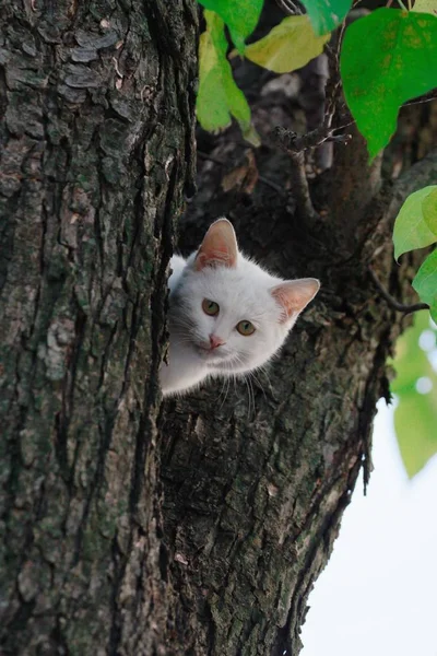 Porträt Der Süßen Katze — Stockfoto