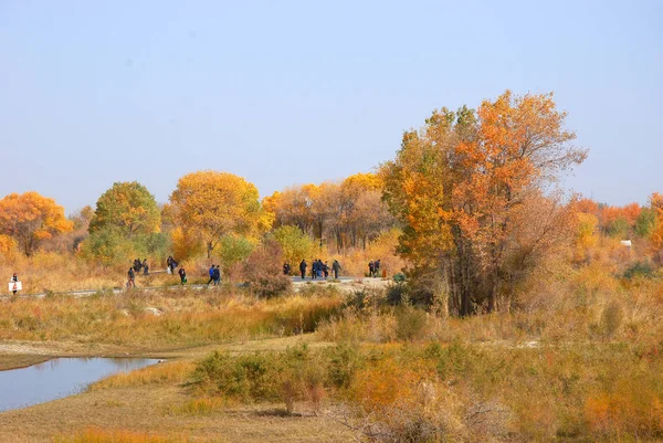 autumn landscape with trees and leaves