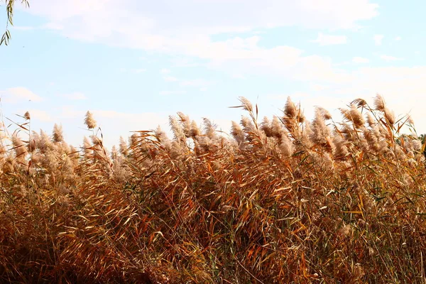 field of wheat in the winter