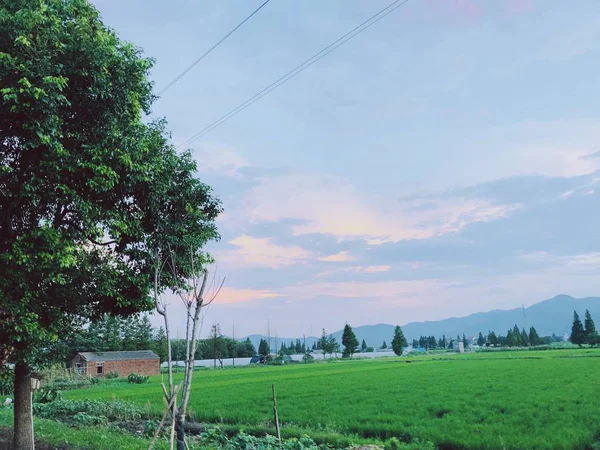 beautiful landscape with a tree and a field of trees