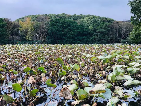 Hojas Lirio Agua Estanque — Foto de Stock