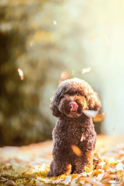 Милий Собака Осінньому Парку — стокове фото