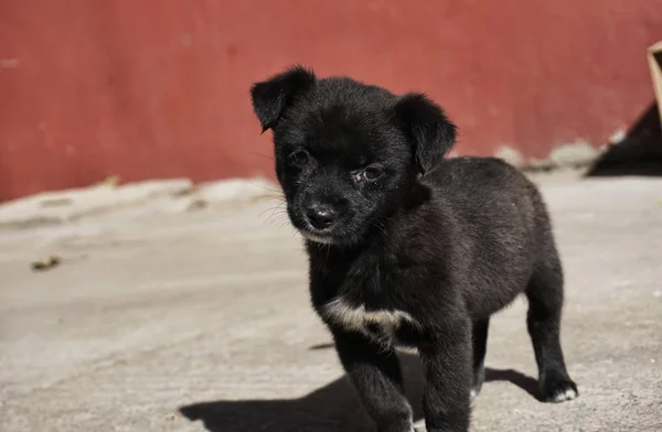 Adorable Perro Mascota Esponjosa Pedigreed — Foto de Stock