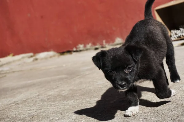 Perro Blanco Negro Suelo — Foto de Stock