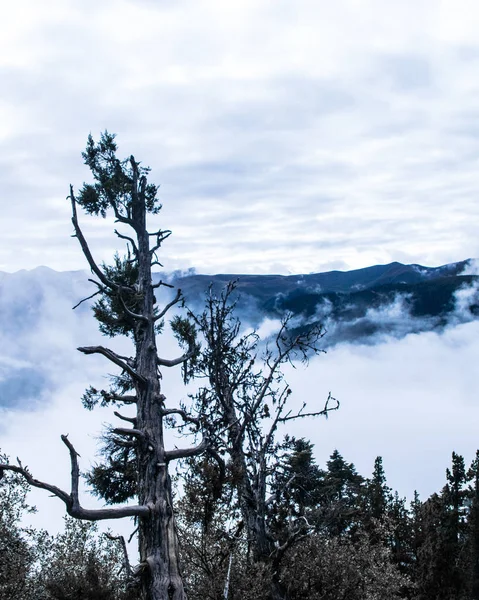 beautiful landscape with a tree and a pine trees