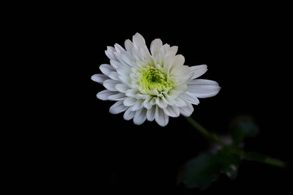 beautiful white flower on black background