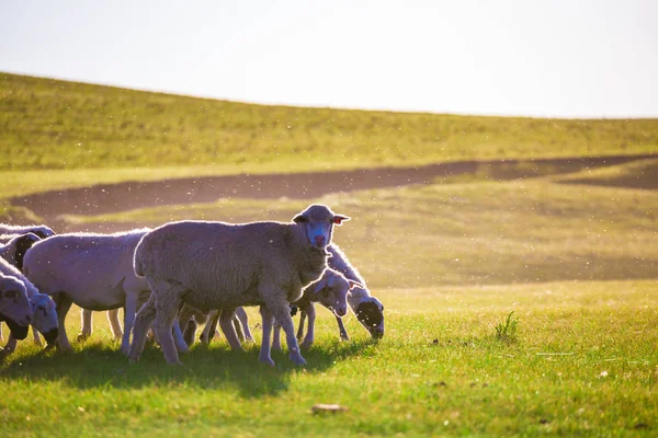 Caballos Campo — Foto de Stock