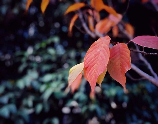 Otoño Estación Flora Follaje Otoño Hojas — Foto de Stock