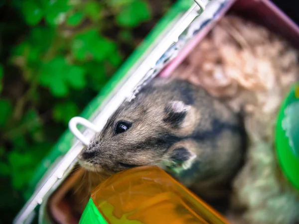 Close Rato Bonito Uma Cesta — Fotografia de Stock