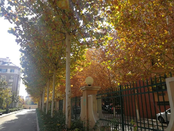 beautiful autumn park in the city