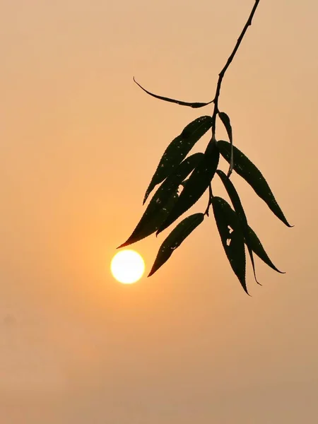 Silueta Árbol Con Una Flor Fondo — Foto de Stock