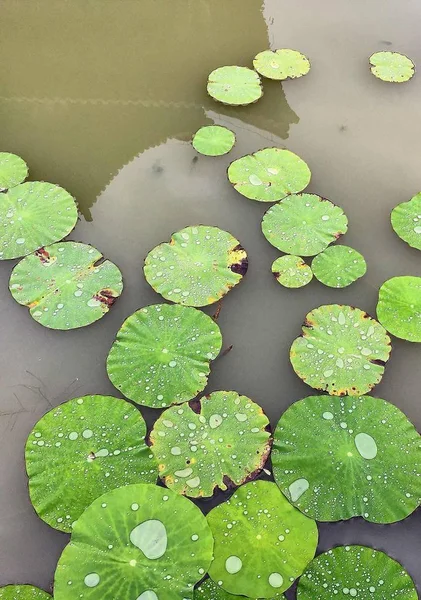 Lirio Agua Estanque — Foto de Stock