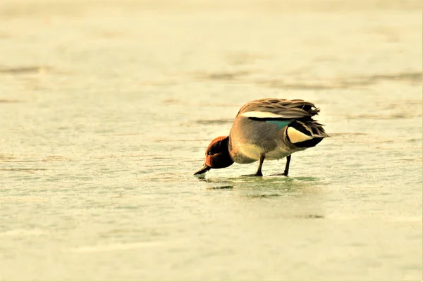 a group of birds in the desert