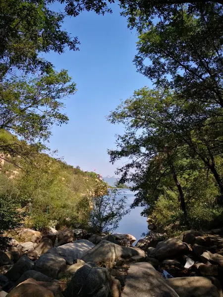 Hermoso Paisaje Con Árbol Bosque — Foto de Stock