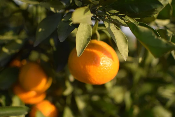 Groeiende Boomvruchten Tuin — Stockfoto