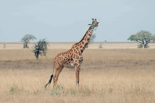 Giraffe Dier Natuur Fauna — Stockfoto