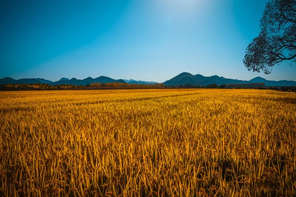 Beautiful Landscape Wheat Field Morning — Stock Photo, Image