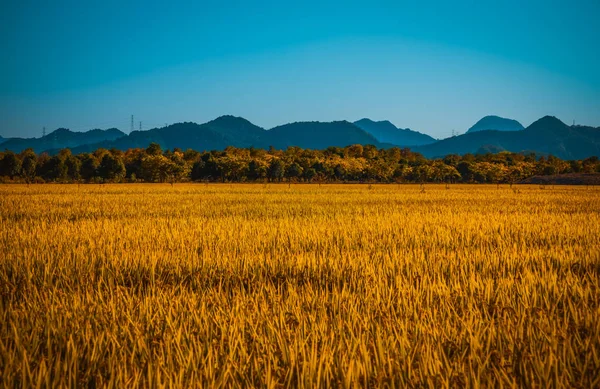 Beautiful Landscape Field Wheat Blue Sky — Stock Photo, Image