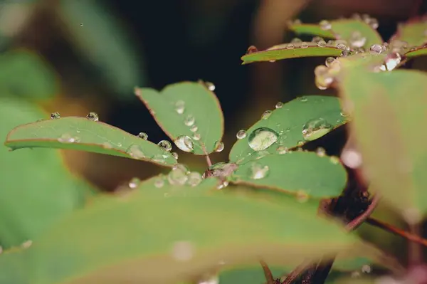 Hoja Floral Con Gotas Agua Gotitas — Foto de Stock