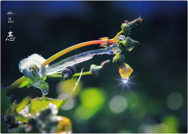 Красива Метелик Гілці — стокове фото