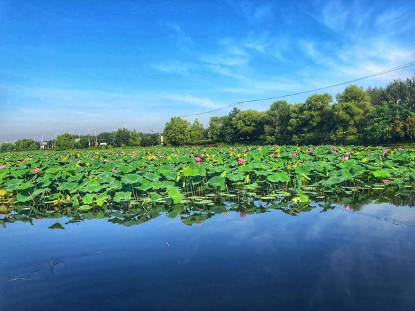 Hermoso Paisaje Con Estanque Pequeño Árbol — Foto de Stock