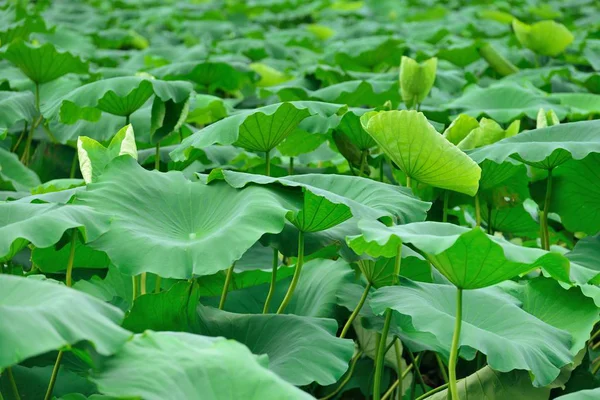 Hermoso Tiro Botánico Patrón Natural — Foto de Stock