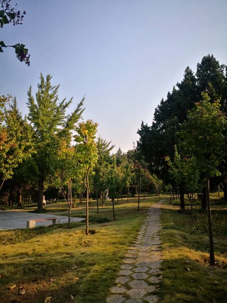 Hermoso Paisaje Con Árboles Hierba Verde — Foto de Stock