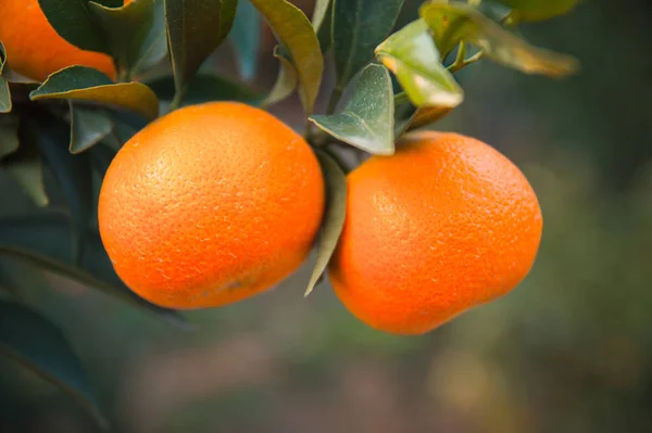 Sinaasappelfruit Boom — Stockfoto