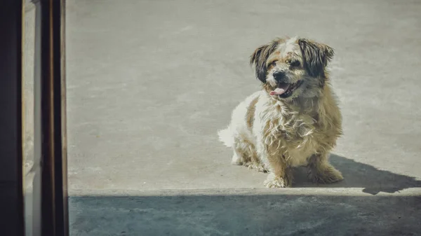 Cão Rua — Fotografia de Stock