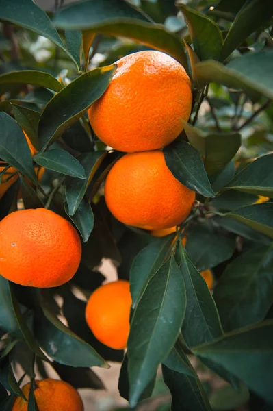 Tangerines Citrus Mandarijn Voedsel — Stockfoto