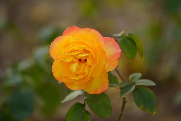 Jardín Lleno Flores Florecientes Durante Día — Foto de Stock