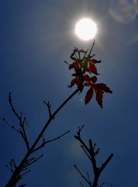 stock image tree branches, nature flora