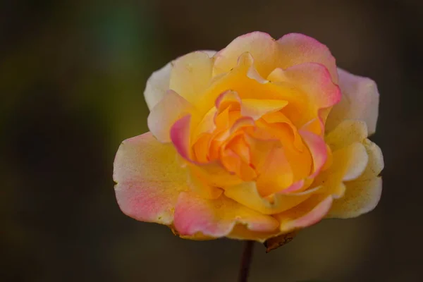 Jardín Lleno Flores Florecientes Durante Día — Foto de Stock