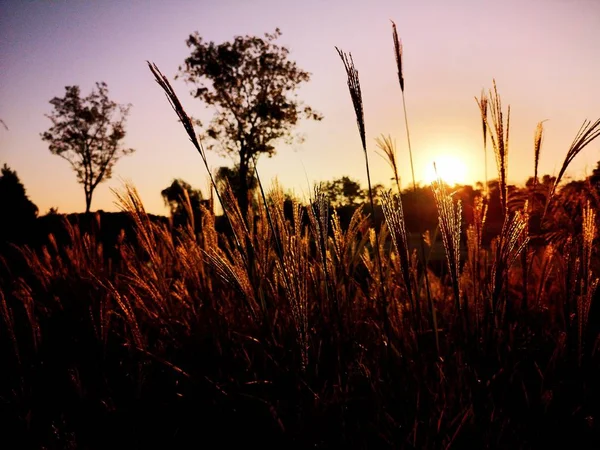 Puesta Sol Sobre Campo Del Sol — Foto de Stock