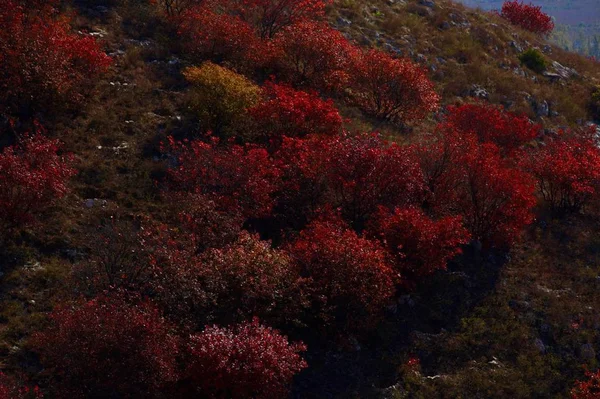 Kolorowy Krajobraz Jesień Lesie — Zdjęcie stockowe