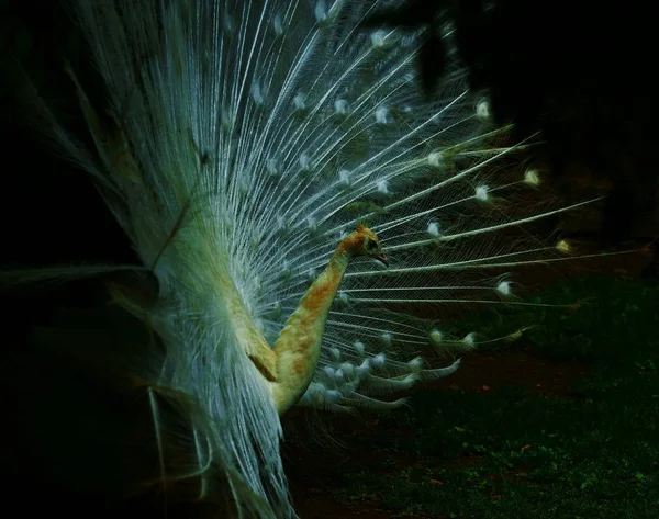 beautiful peacock bird, feather bird
