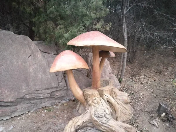 mushrooms in the forest, flora