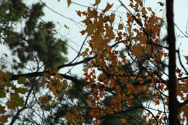 Hojas Otoño Follaje Temporada Otoño — Foto de Stock