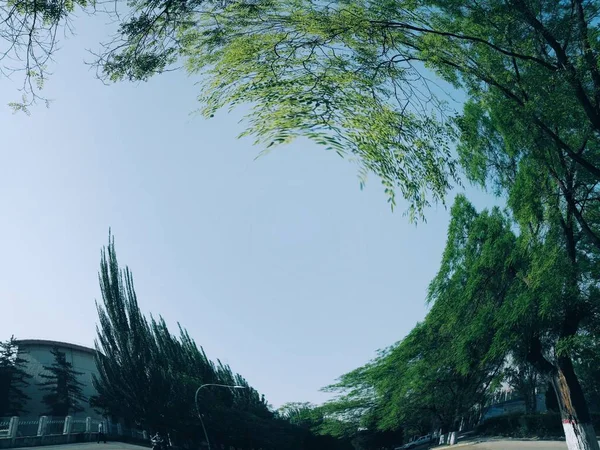 stock image trees in the park