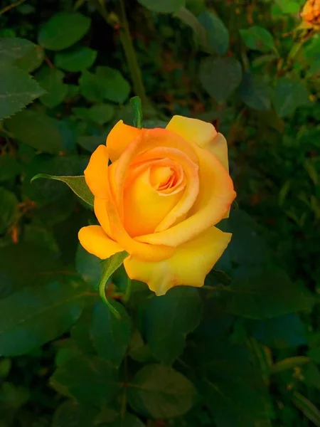 Hermosas Flores Rosas Jardín Pétalos Flores Flora Verano — Foto de Stock