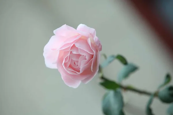 Hermosas Rosas Rosadas Sobre Fondo Blanco — Foto de Stock