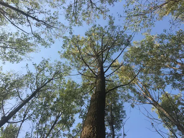 Árboles Bosque — Foto de Stock