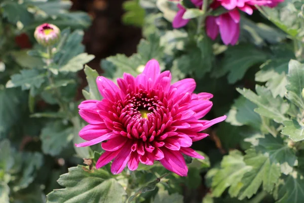 Vacker Rosa Dahlia Blomma Trädgården — Stockfoto